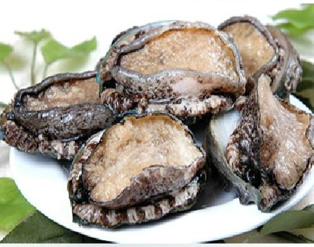 abalone